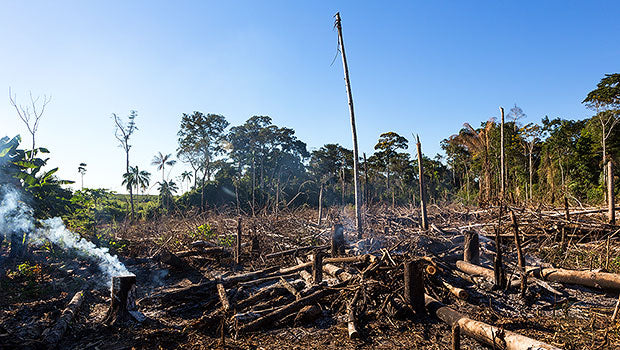 Tech Approaches to Offsetting the Ecological Disaster of Deforestation